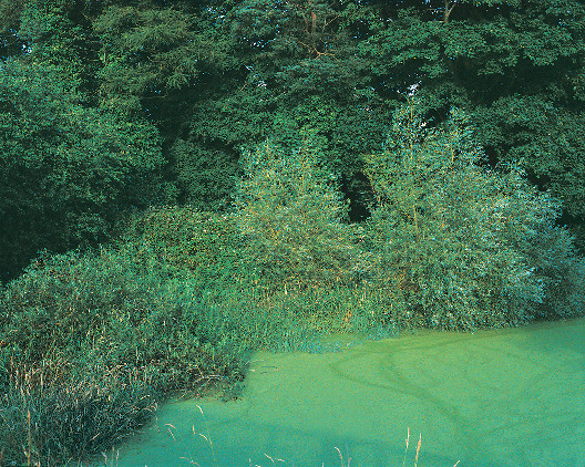 Mary McIntyre: A Complex Variety of Greens (form Emerald to Viridian) , 2011, colour lightjet photographic print, 122 x 152cm | Mary McIntyre: An Interior Landscape | Friday 12 September 2014 – Sunday 11 January 2015 | VISUAL Centre for Contemporary Art