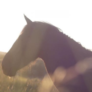 Mark Garry: An Lucht Siúil (The Walking People) | Roscommon Arts Centre 
Circular Road Roscommon Town | Friday 7 August to Friday 25 September 2020 | to 