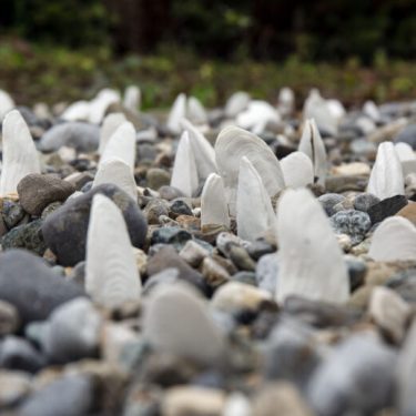 Mary Conroy: Mussels: A Magic Moving Living Thing | Butler Gallery 
Evans’ Home John’s Quay, Kilkenny | Monday 22 August to Friday 14 October 2022 | to 